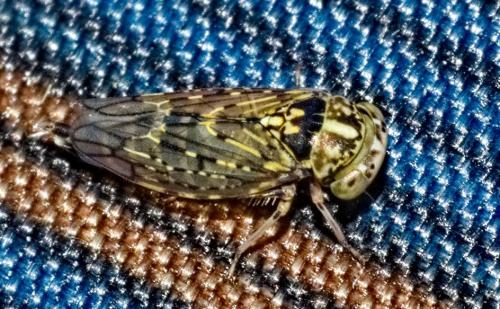 Stenidiocerus poecilus